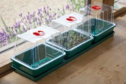 Windowsill Propagator Kit