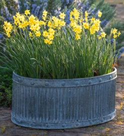 Ribbed Oval Zinc Planters 13 Ribbed Oval Zinc Planters -Plant Supply Store 420213 1 25927.1662035706