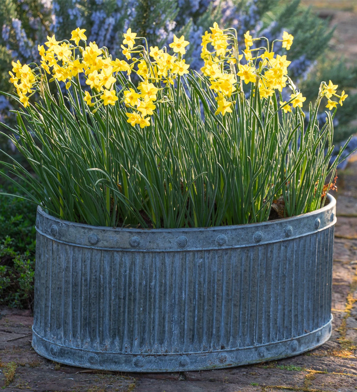 Ribbed Oval Zinc Planters 6 Ribbed Oval Zinc Planters - Image 6