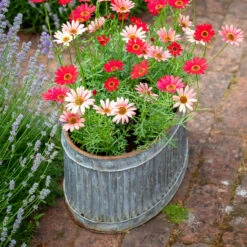 Ribbed Oval Zinc Planters 11 Ribbed Oval Zinc Planters -Plant Supply Store 420213 6 63160.1662035706