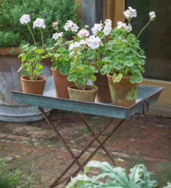 Rustic Zinc Table -Plant Supply Store 420317 1 65716.1659703270