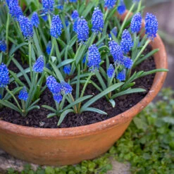 Classic Terracotta Bulb Bowls