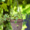 Hanging Terracotta Planter
