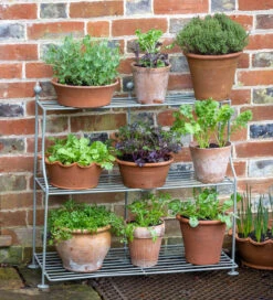 Elegant Plant Theatre