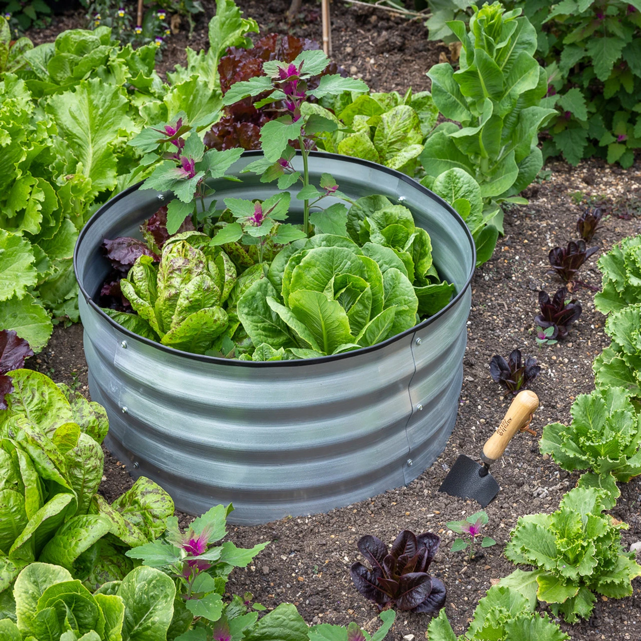 Galvanised Raised Beds 1 Galvanised Raised Beds