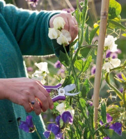 New Release -Plant Supply Store 440042 2 18399.1619016040