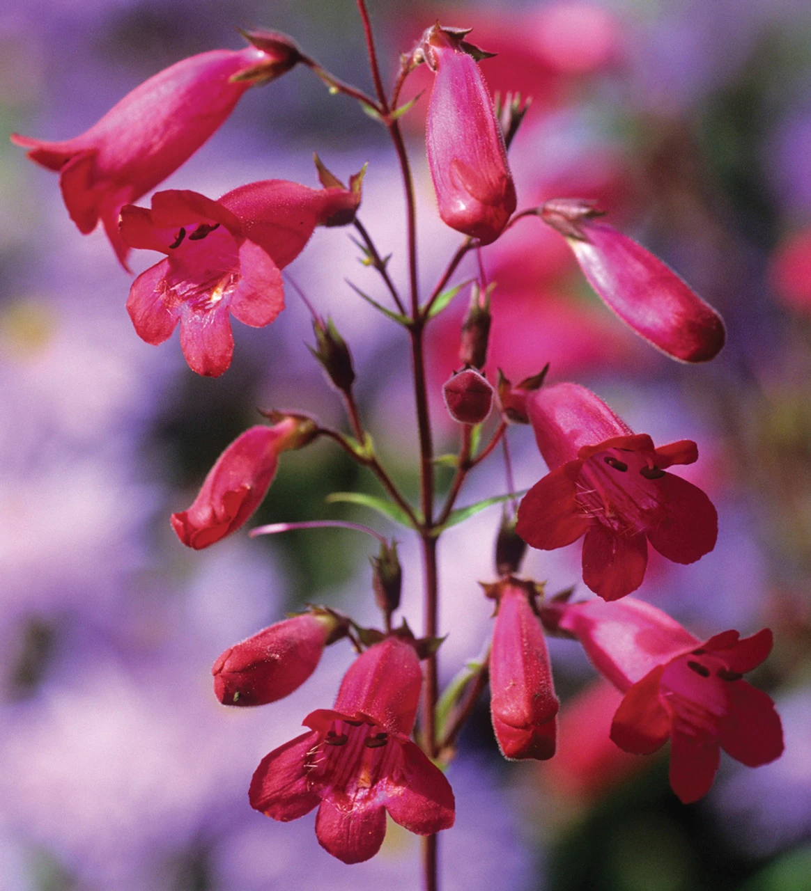 Penstemon 'Garnet' 1 Penstemon 'Garnet'