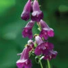 Penstemon 'Raven'