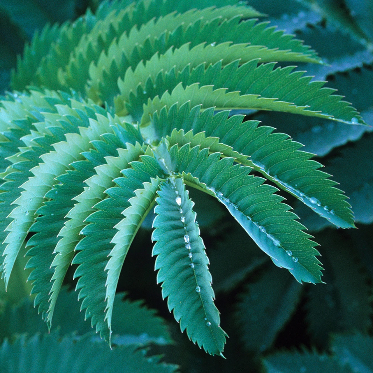 Melianthus Major 1 Melianthus Major