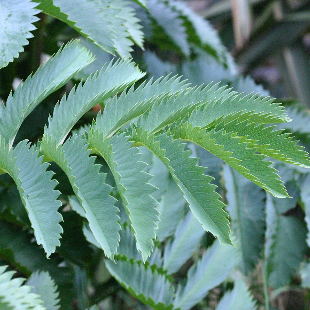 Melianthus Major 2 Melianthus Major - Image 2