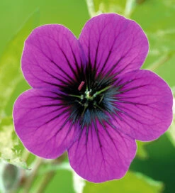 Geranium 'Ann Folkard'