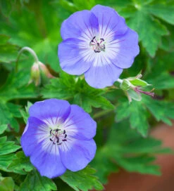 Geranium 'Rozanne'