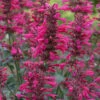 Agastache 'Morello'