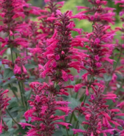 Agastache 'Morello'