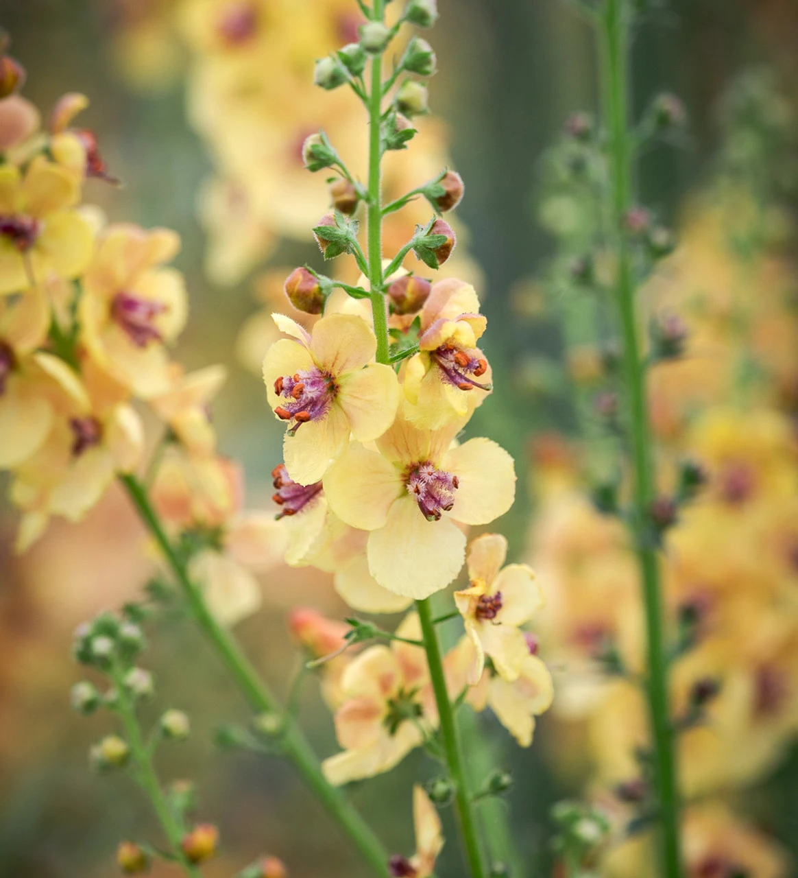 Verbascum 'Clementine' 1 Verbascum 'Clementine'