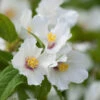 Philadelphus 'Belle Etoile'