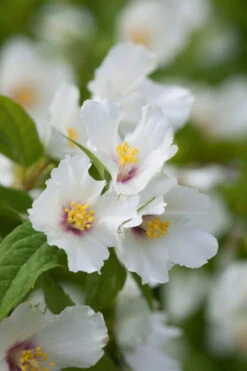 Philadelphus 'Belle Etoile'