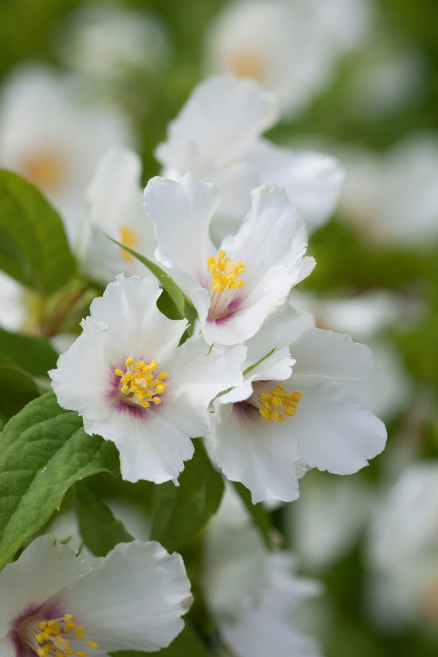 Philadelphus 'Belle Etoile' 1 Philadelphus 'Belle Etoile'