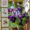 Constance Spry Bearded Iris Collection