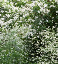 Crambe Cordifolia