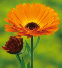 Edible Flower Collection -Plant Supply Store 510774 3 84112.1619016112