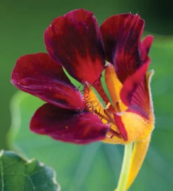 Edible Flower Collection -Plant Supply Store 510774 4 35781.1619016113