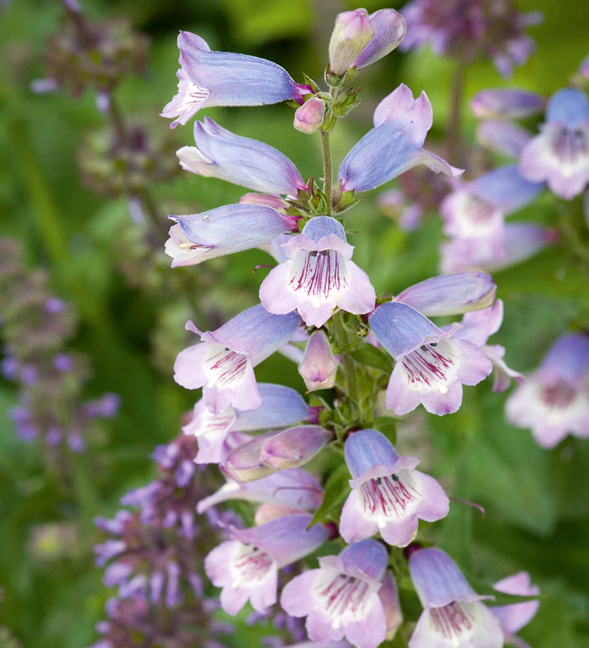 Penstemon X Gloxinioides 'Stapleford Gem' (Sour Grapes) 1 Penstemon X Gloxinioides 'Stapleford Gem' (Sour Grapes)