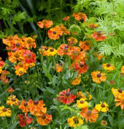 Helenium 'Sahin's Early Flowerer'