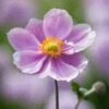 Anemone X Hybrida 'Loreley'