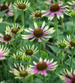 Echinacea Purpurea 'Green Twister'