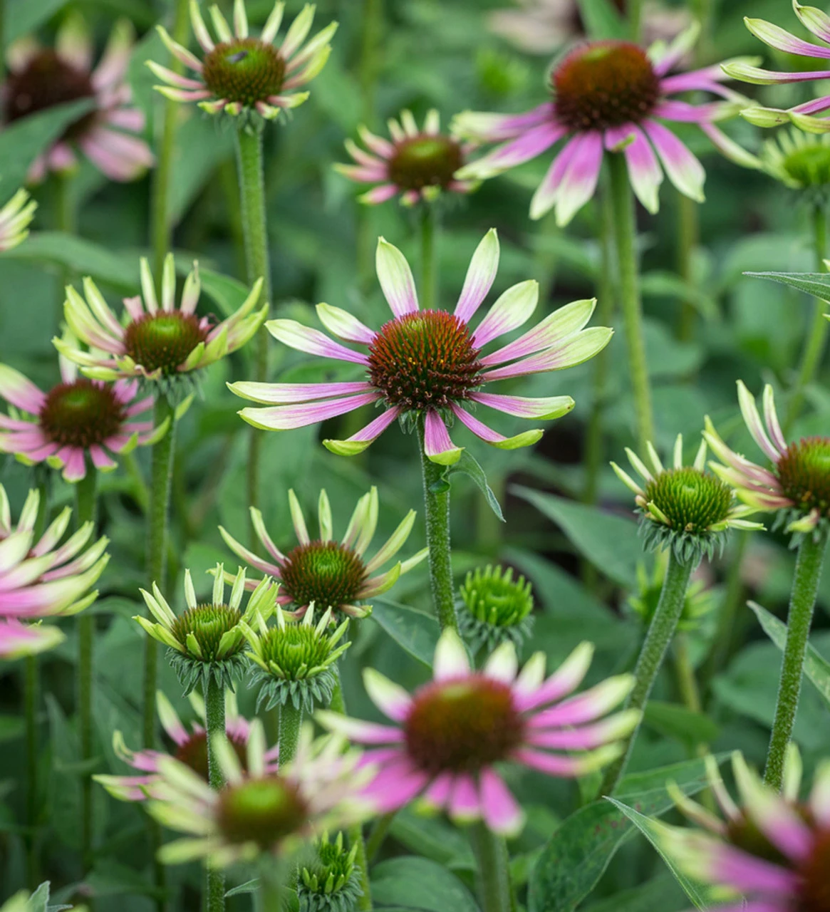 Echinacea Purpurea 'Green Twister' 1 Echinacea Purpurea 'Green Twister'