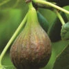 Fig 'Brown Turkey'