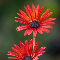 Arctotis 'Red Devil'