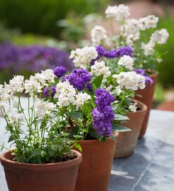 Scented Tabletop Collection