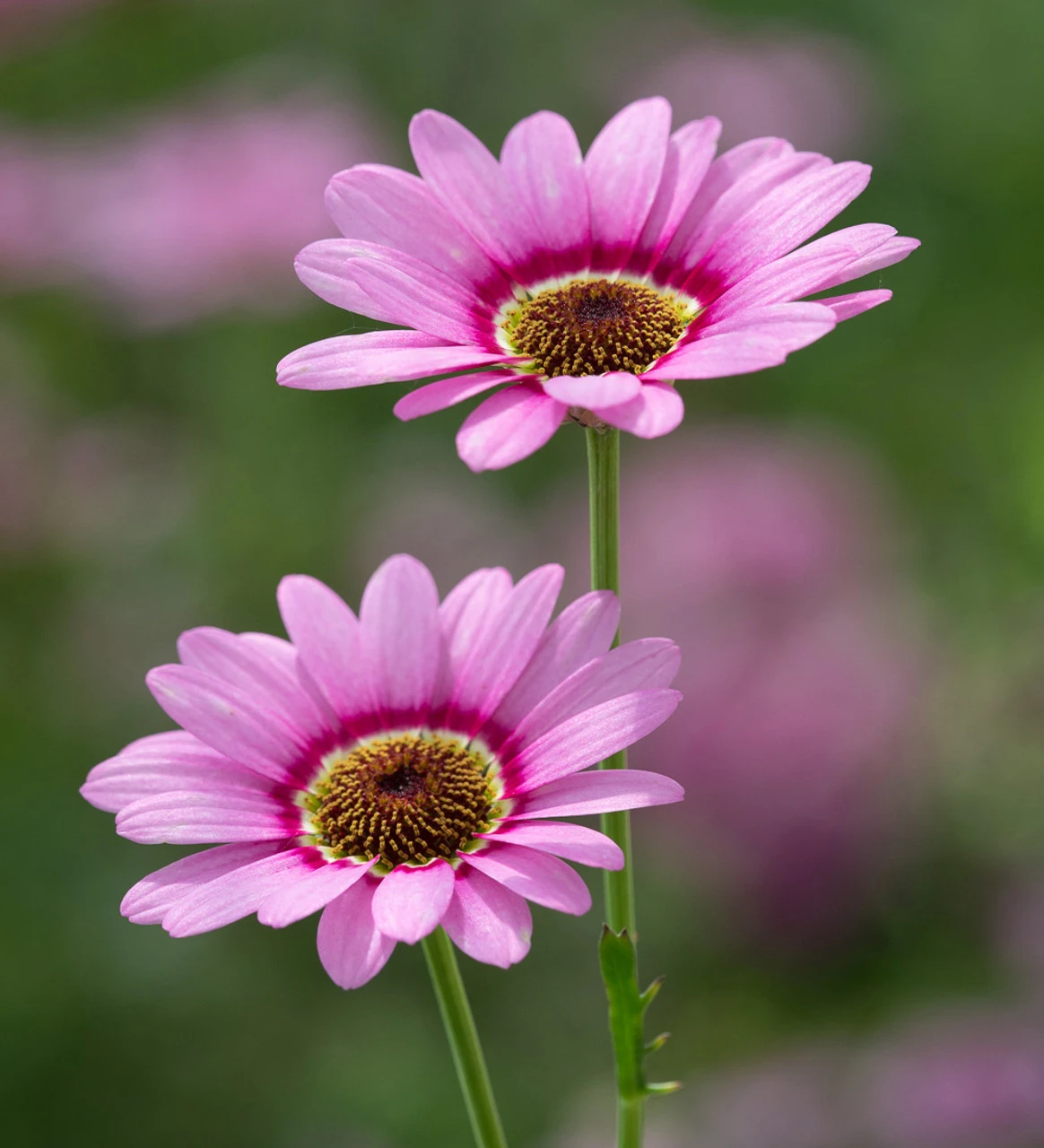 Argyranthemum Frutescens 'Grandaisy Pink Halo' 1 Argyranthemum Frutescens 'Grandaisy Pink Halo'