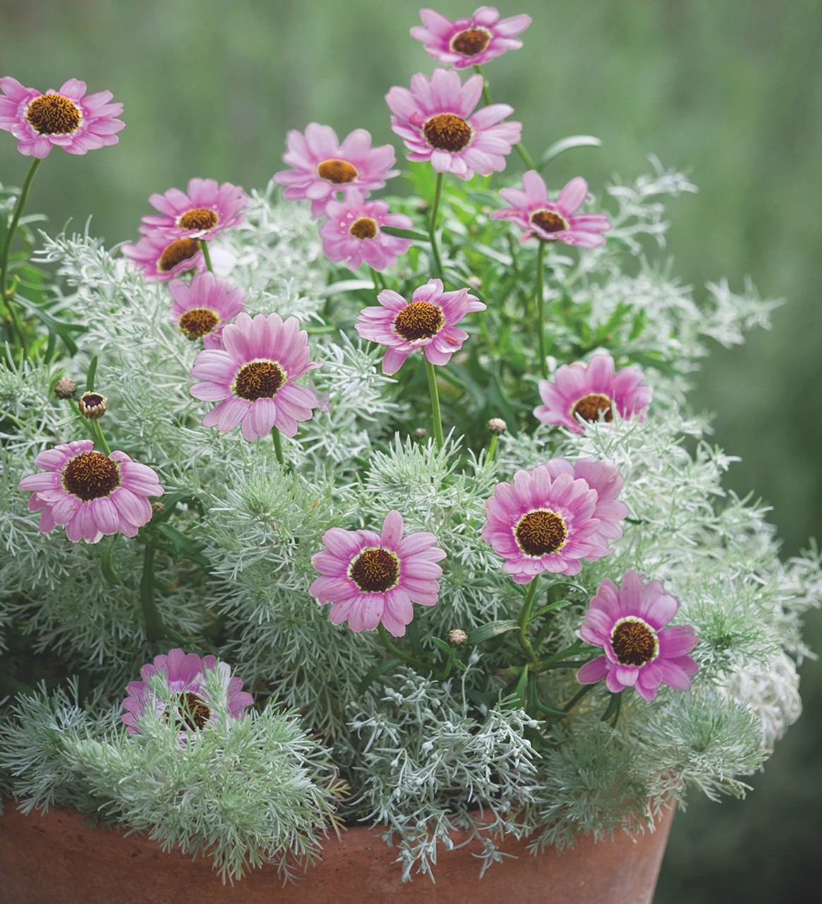 Argyranthemum Frutescens 'Grandaisy Pink Halo' 2 Argyranthemum Frutescens 'Grandaisy Pink Halo' - Image 2