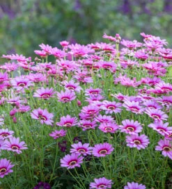 Argyranthemum Frutescens 'Grandaisy Pink Halo' 5 Argyranthemum Frutescens 'Grandaisy Pink Halo' -Plant Supply Store 510992 3 57414.1621939243