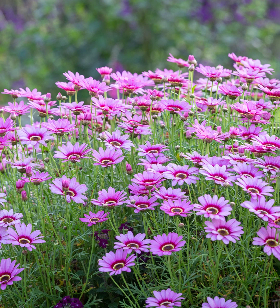 Argyranthemum Frutescens 'Grandaisy Pink Halo' 3 Argyranthemum Frutescens 'Grandaisy Pink Halo' - Image 3