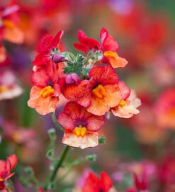 Summer Fruit Salad Container Collection 7 Summer Fruit Salad Container Collection -Plant Supply Store 510994 3 21060.1677080238