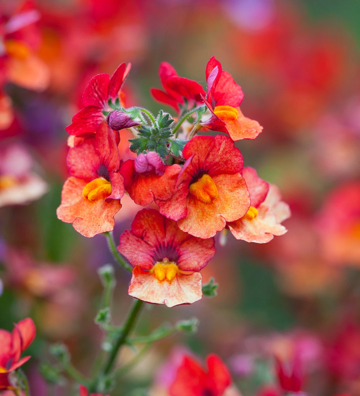 Summer Fruit Salad Container Collection 3 Summer Fruit Salad Container Collection - Image 3