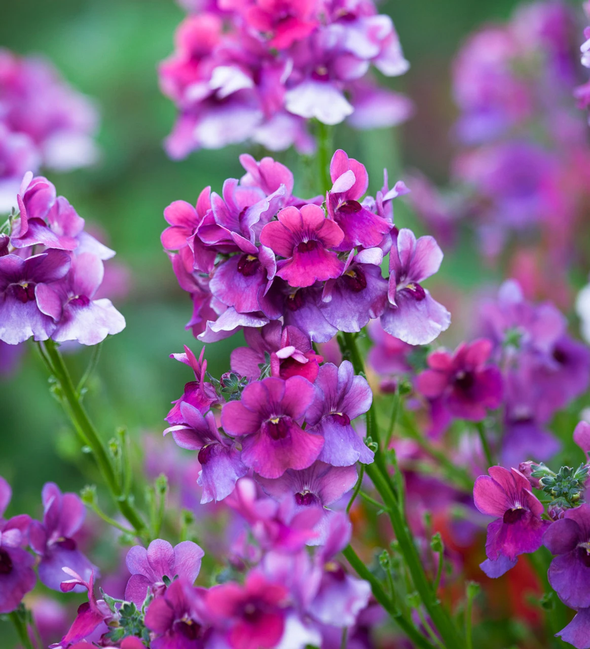 Summer Fruit Salad Container Collection 4 Summer Fruit Salad Container Collection - Image 4