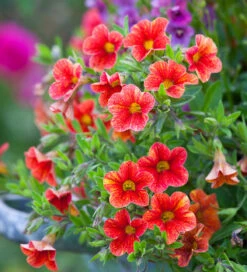 Summer Fruit Salad Container Collection 9 Summer Fruit Salad Container Collection -Plant Supply Store 510994 5 37072.1677080238