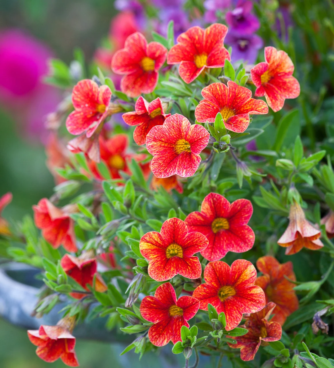 Summer Fruit Salad Container Collection 5 Summer Fruit Salad Container Collection - Image 5