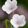 Geranium Clarkei 'Kashmir White'