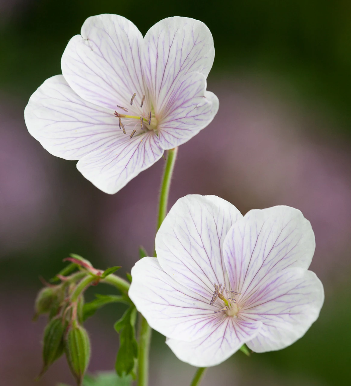 Geranium Clarkei 'Kashmir White' 1 Geranium Clarkei 'Kashmir White'