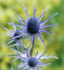 Eryngium X Zabelii 'Violet'