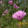 Althaea Cannabina