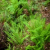 Dryopteris Filix-mas