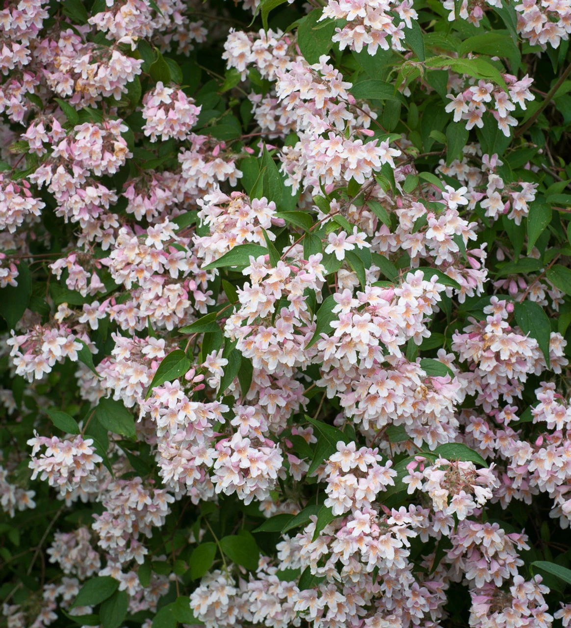 Kolkwitzia Amabilis 1 Kolkwitzia Amabilis