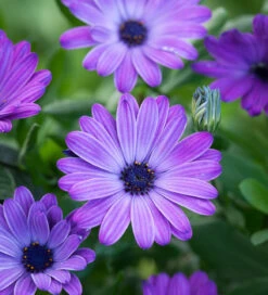 Osteospermum 'Erato Compact Blue'
